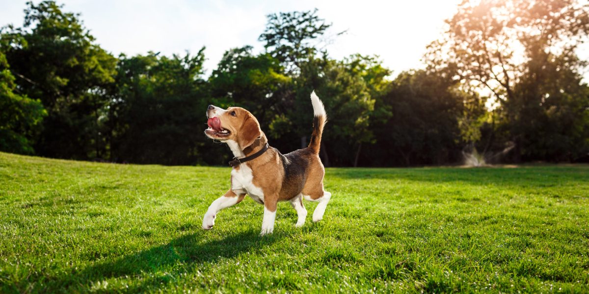 Funny happy beagle dog walking, playing in morning park.